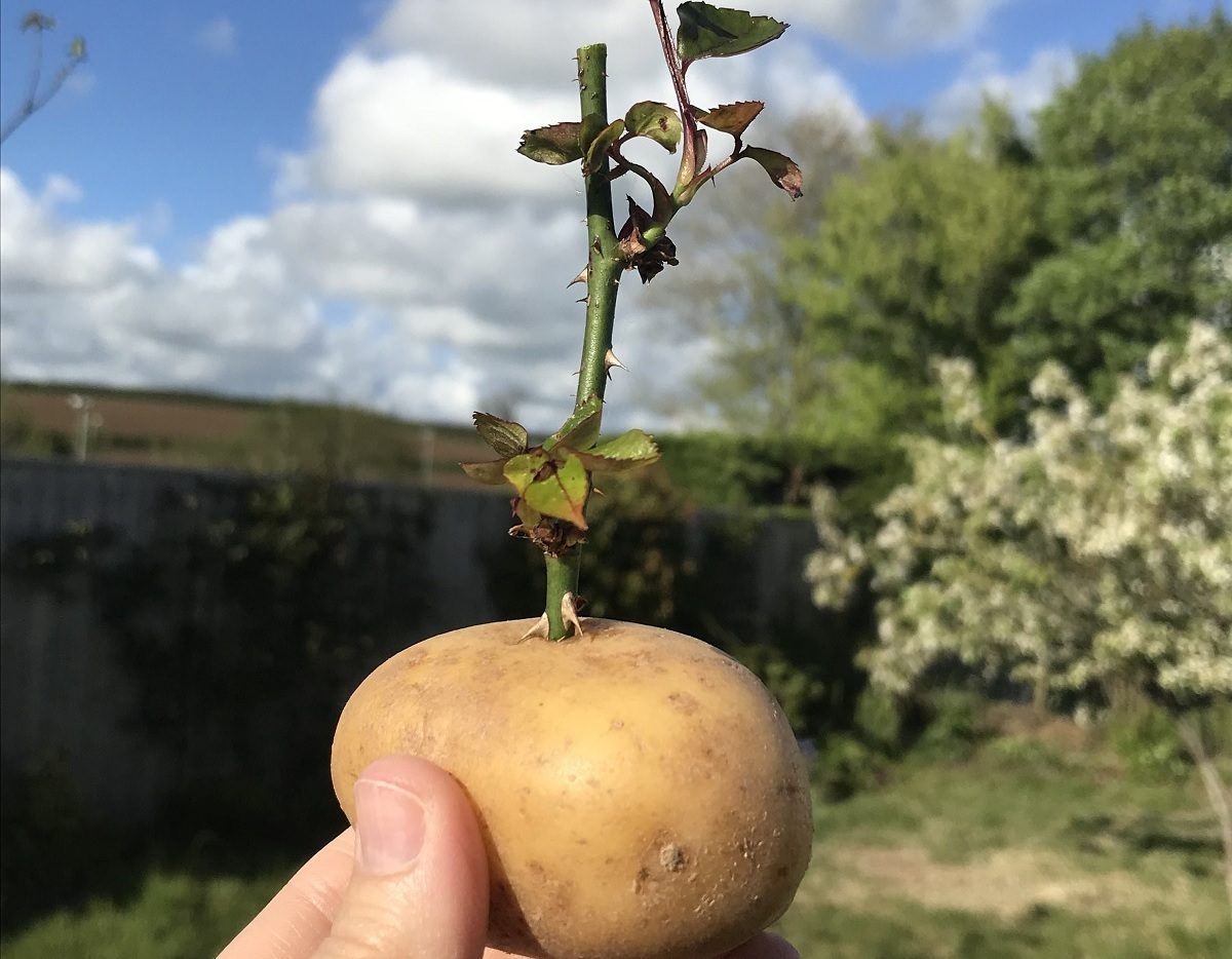 How To Grow Roses From Cuttings