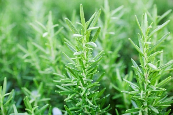 12 Herbs You Need To Grow In Your Medicinal Garden