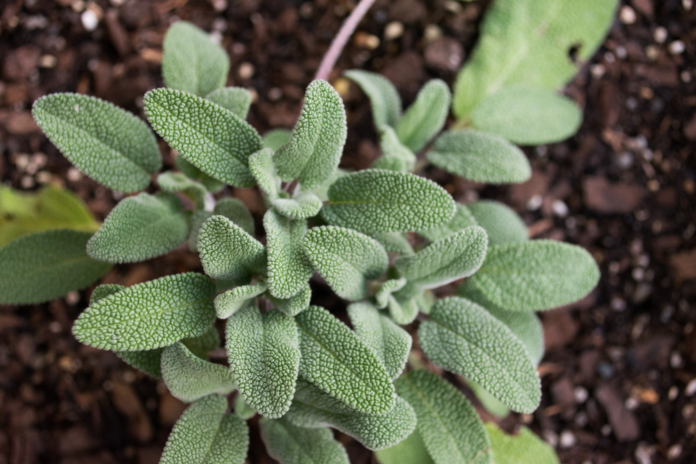 Sage plant