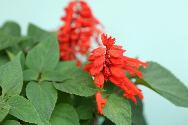 Salvia Red