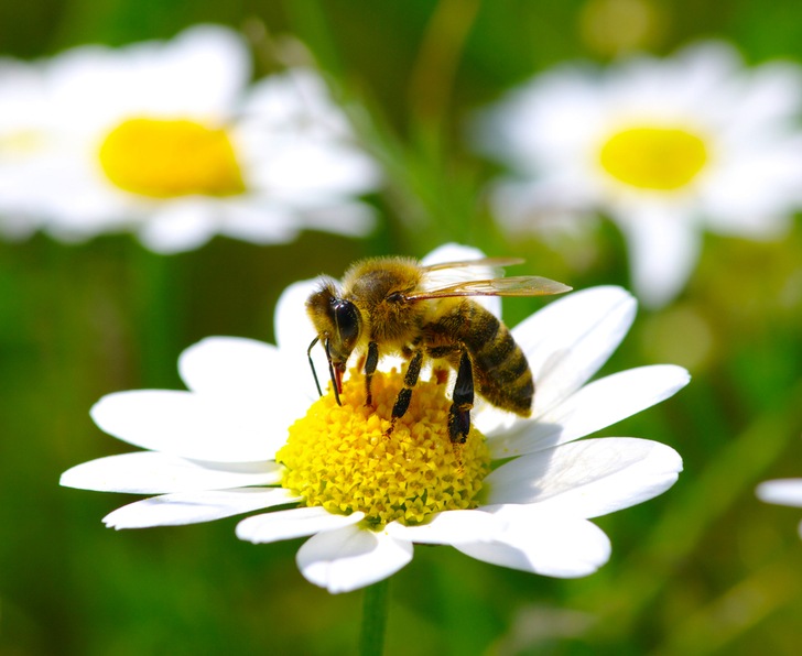 10 Brilliant Ways You Can Help Save The Bees