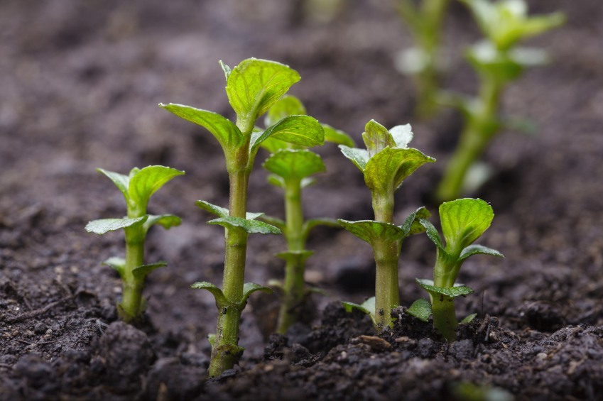 15 Herbs That Grow Well In The Shade