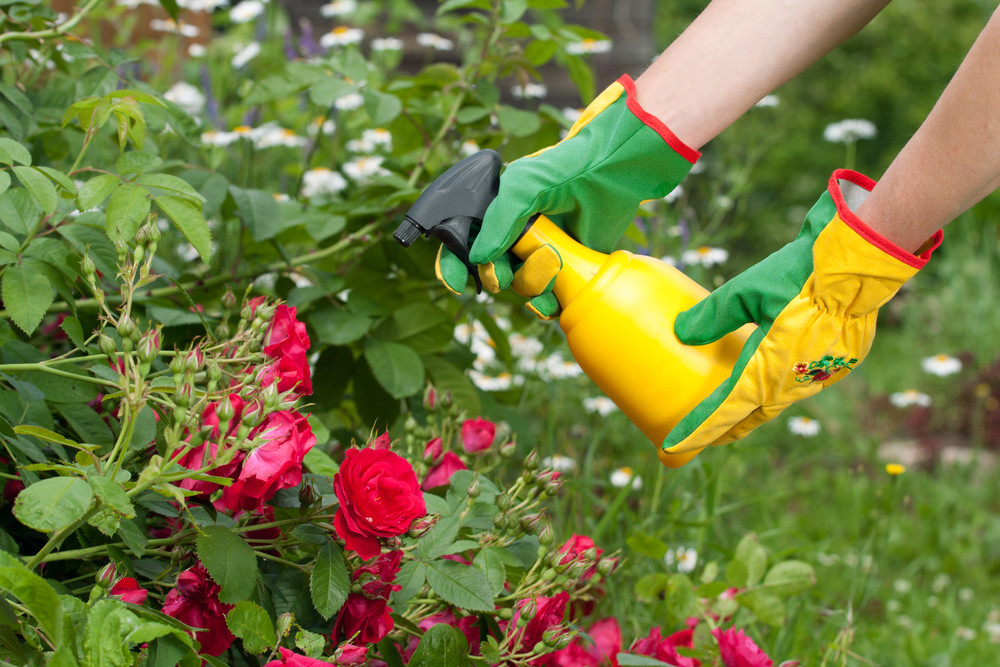 Spraying plants