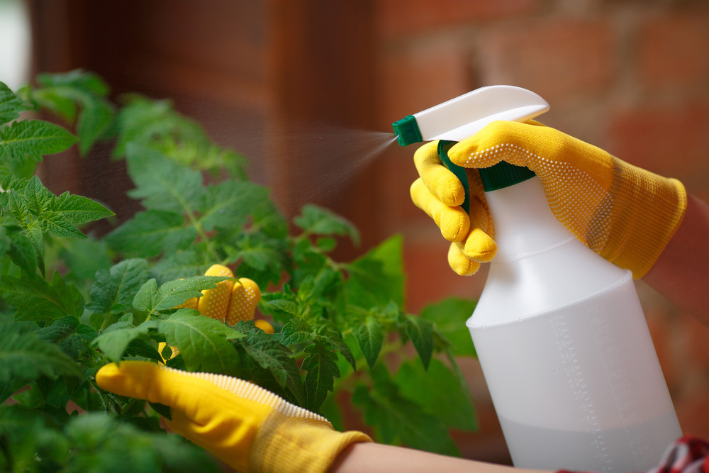 Spraying plants