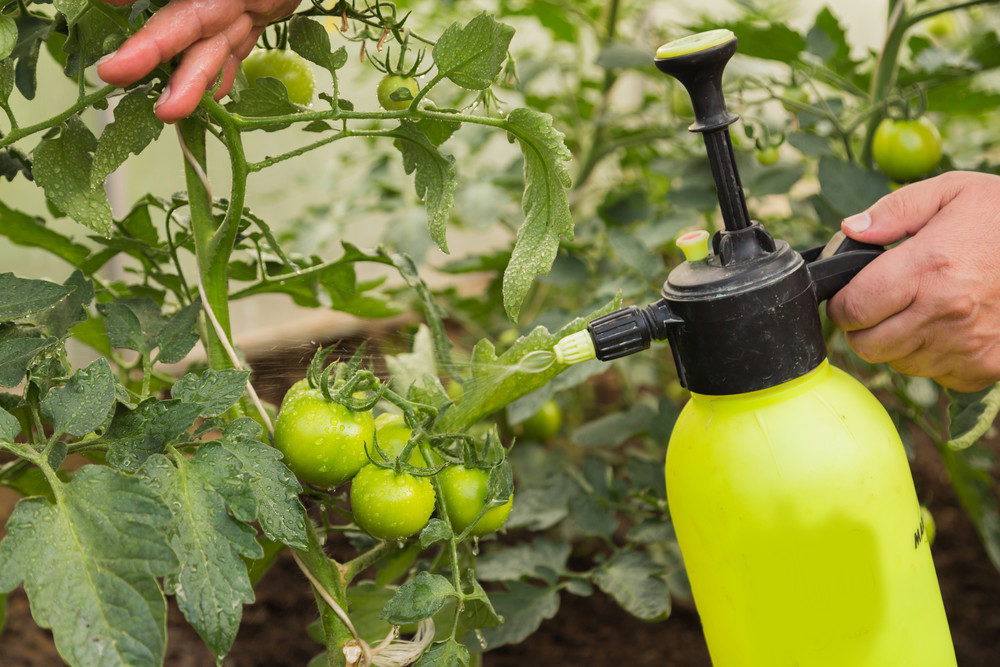 Spraying tomato plant