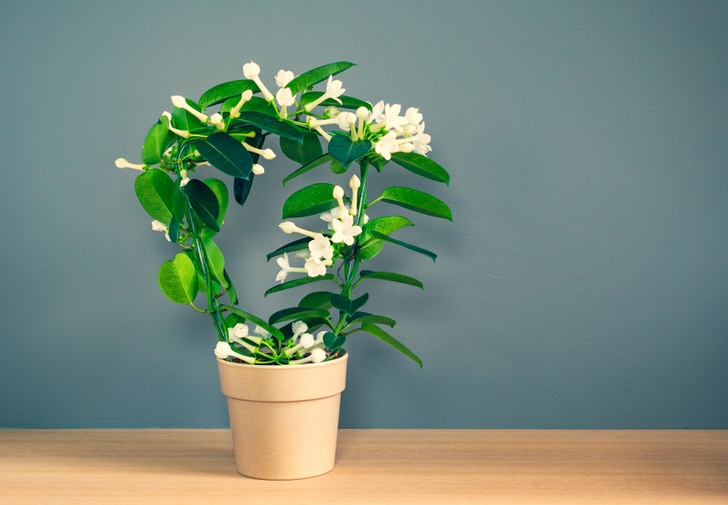 15 Best Smelling Houseplants To Perfume Your Home