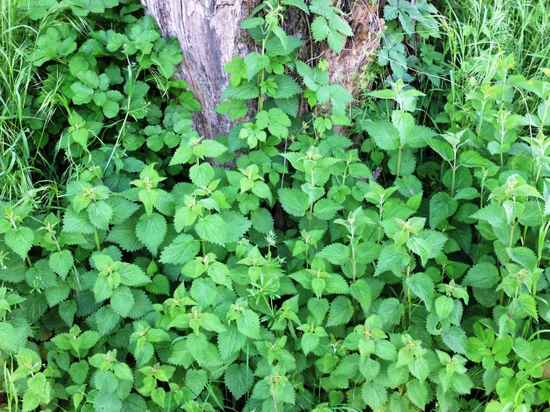 Stinging Nettles