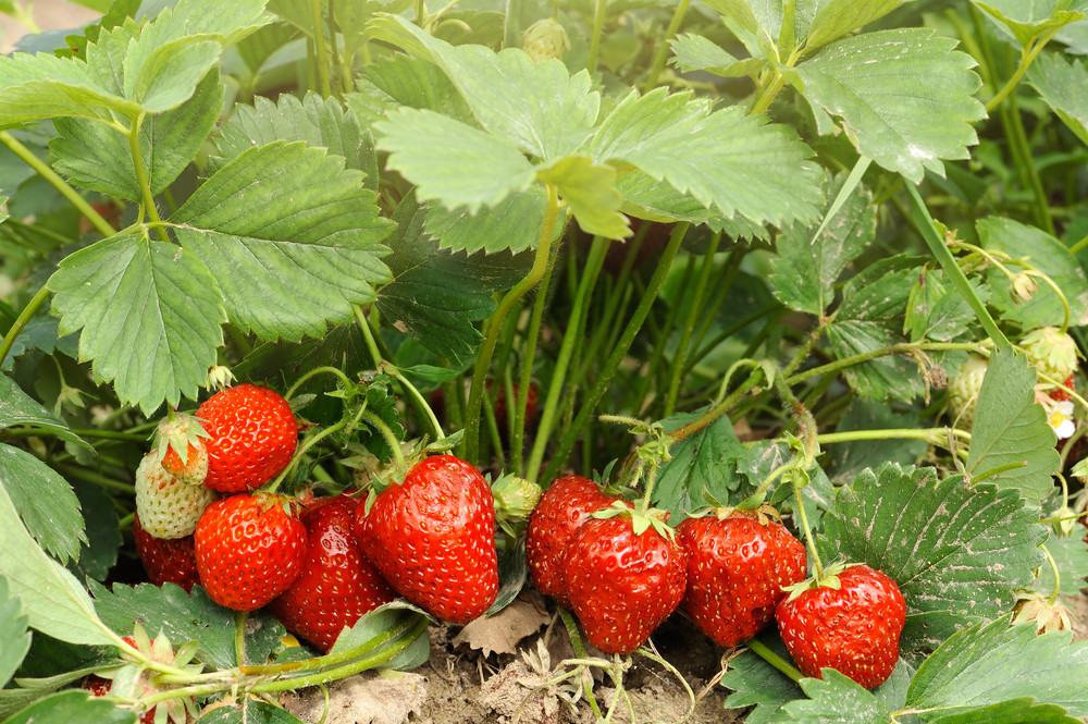 Strawberry plant