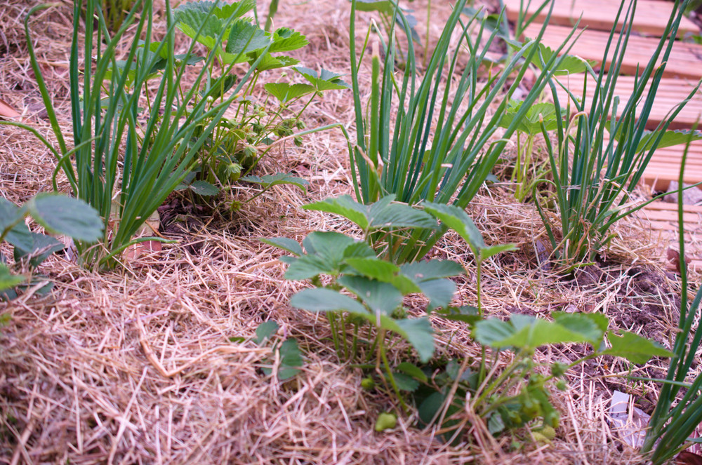 Strawberry plant and companion plant