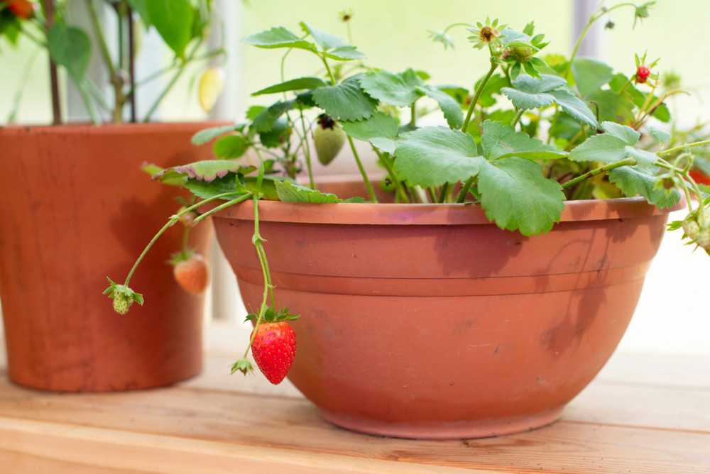 Strawberry plant growing on windowsill