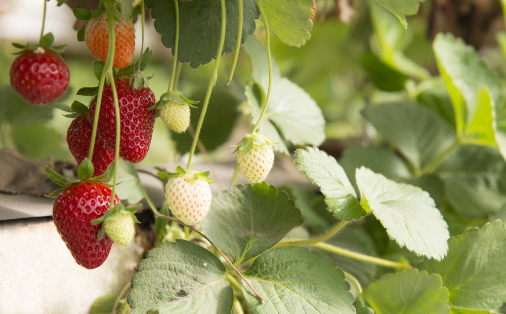 Strawberry plant