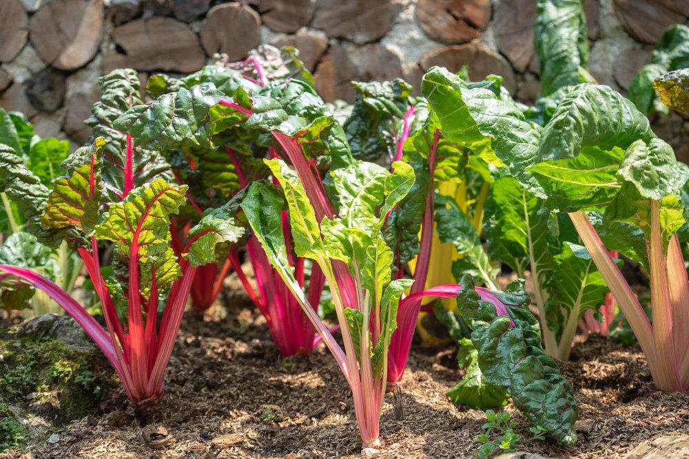 Swiss chard