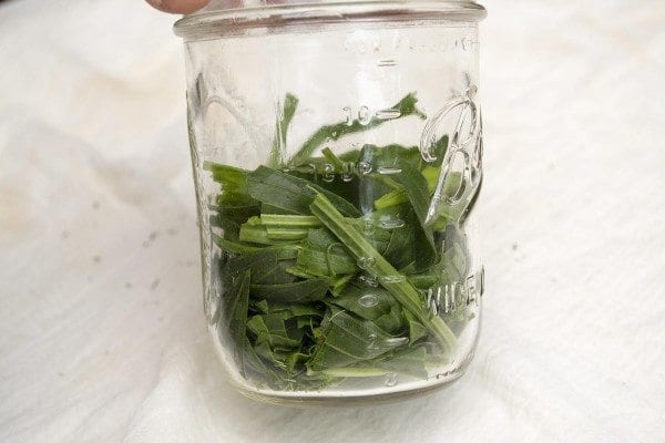 Tear Plantain and Fill Jar