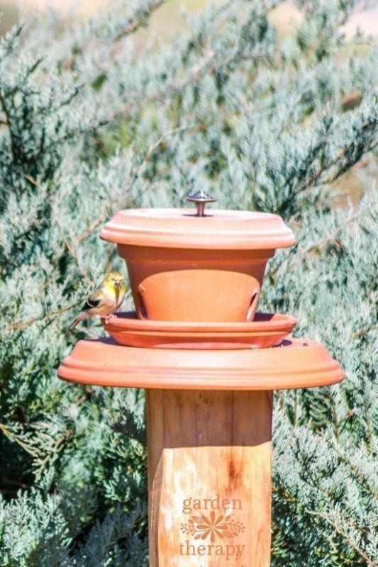 terracotta bird feeder