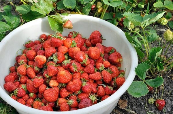 The Total Guide To Growing Buckets Full of Strawberries