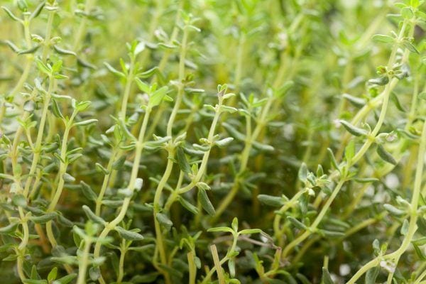 Close up of fresh thyme