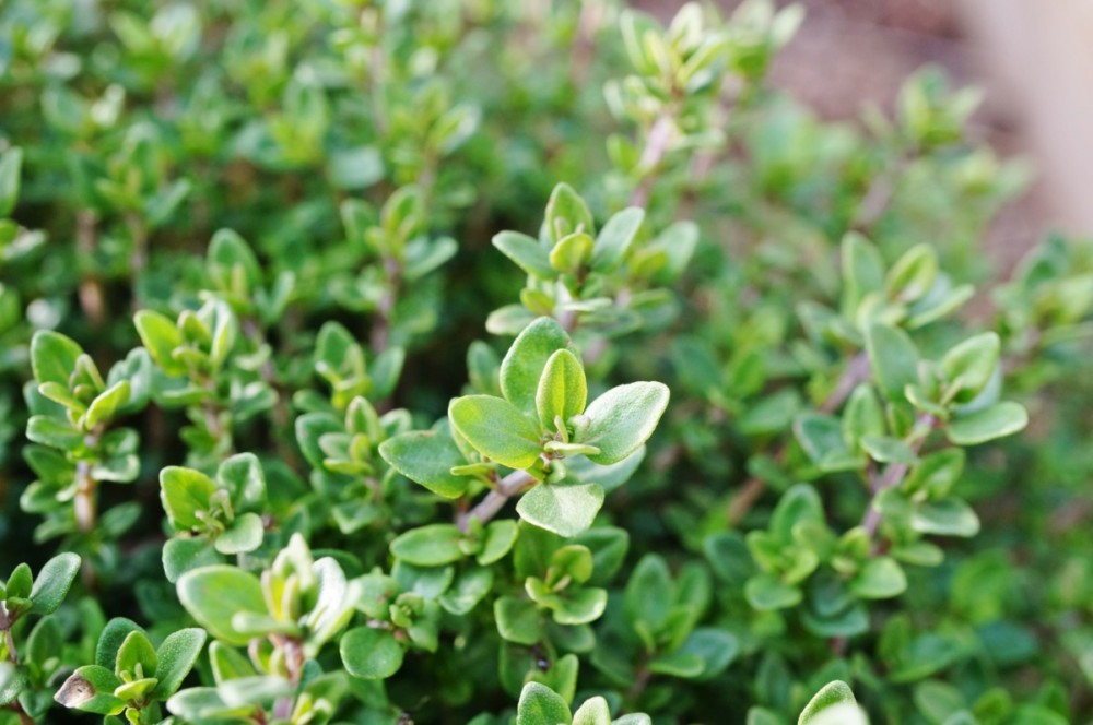 Thyme growing in garden