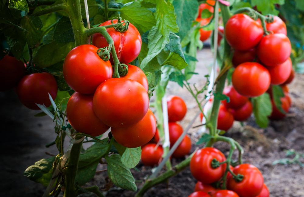 Ripe tomatoes on vine