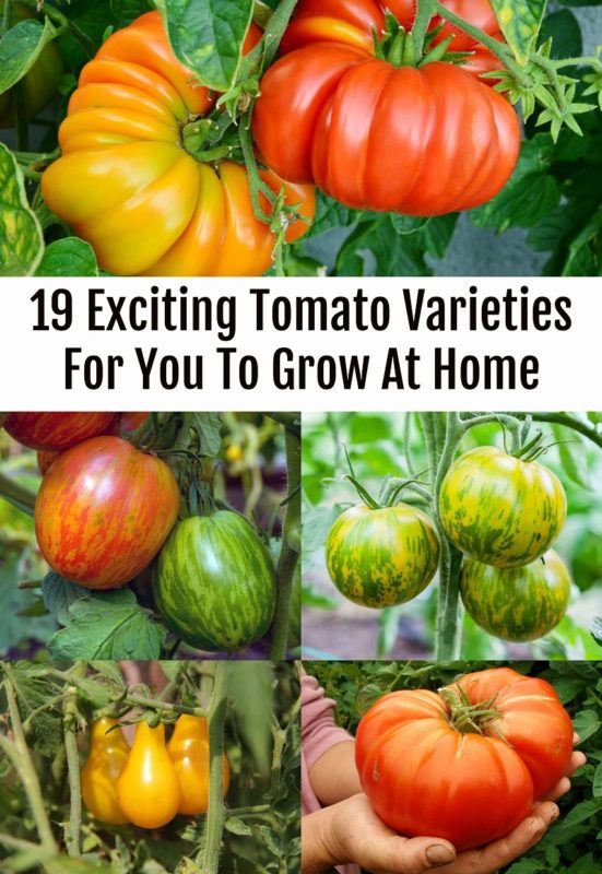 19 Exciting Tomato Varieties For You To Grow At Home