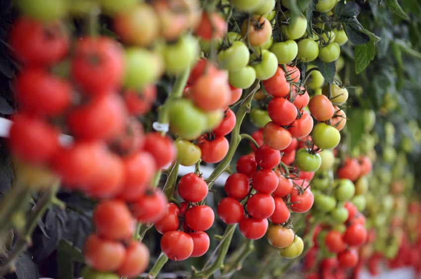 11 Pro Secrets for Growing the World's Sweetest, Tastiest Tomatoes