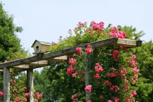 Trellis of Roses