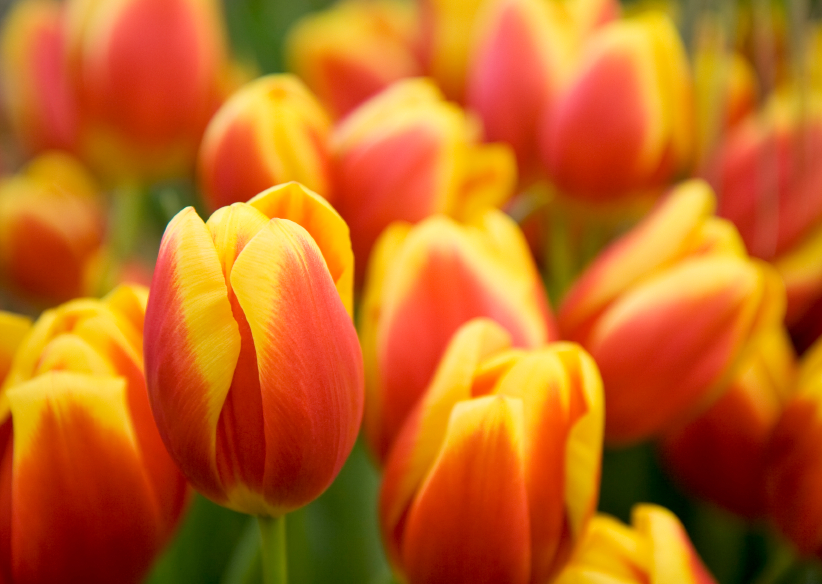 Tulips