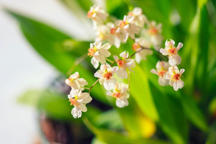 15 Best Smelling Houseplants To Perfume Your Home