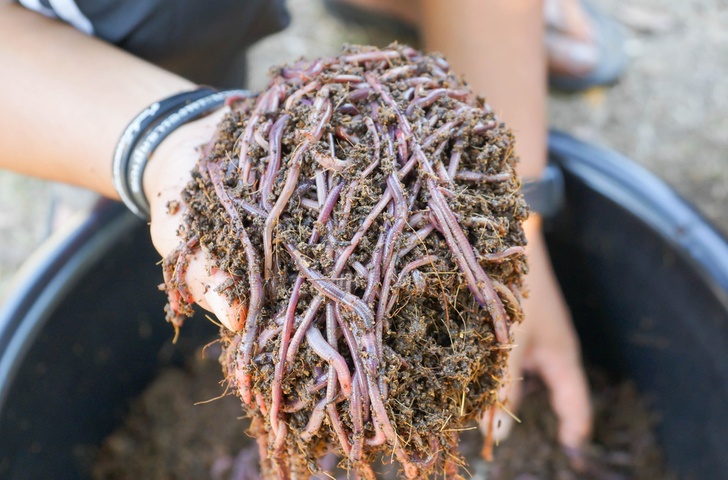 11 Benefits Of Vermicomposting & How To Get Started With Your Own Worm Bin