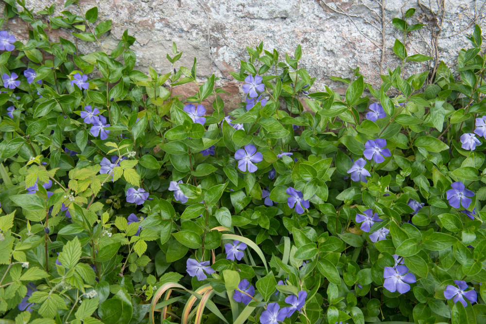 Vinca minor