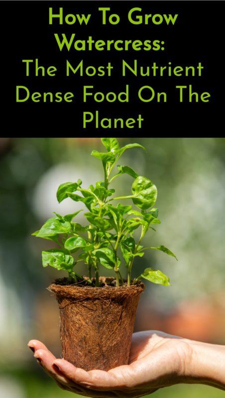 How To Grow Watercress: The Most Nutrient Dense Food On The Planet