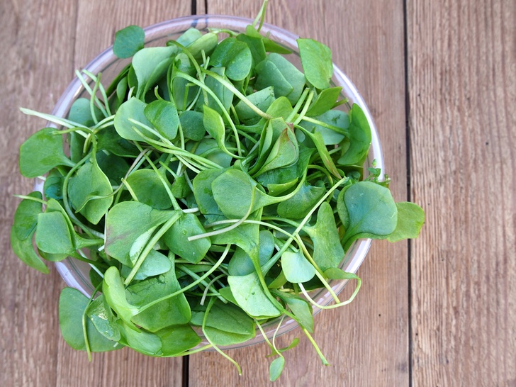 Watercress