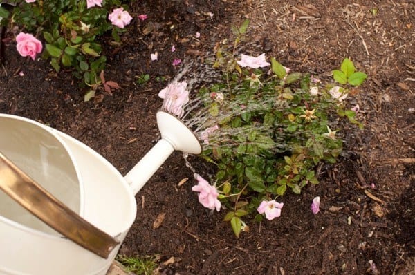 Watering Roses