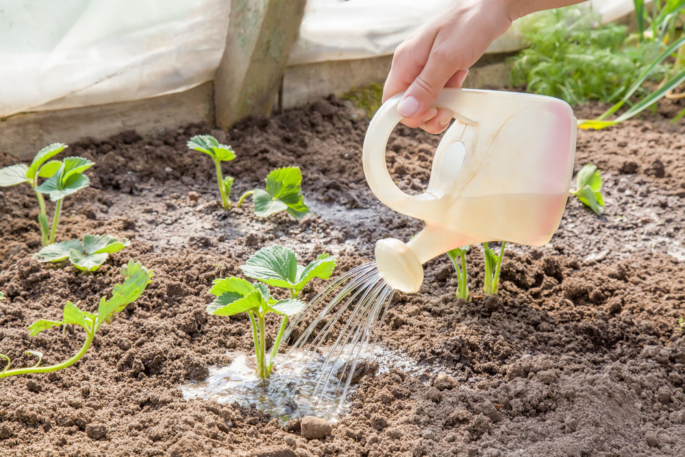 Watering strawberry plant