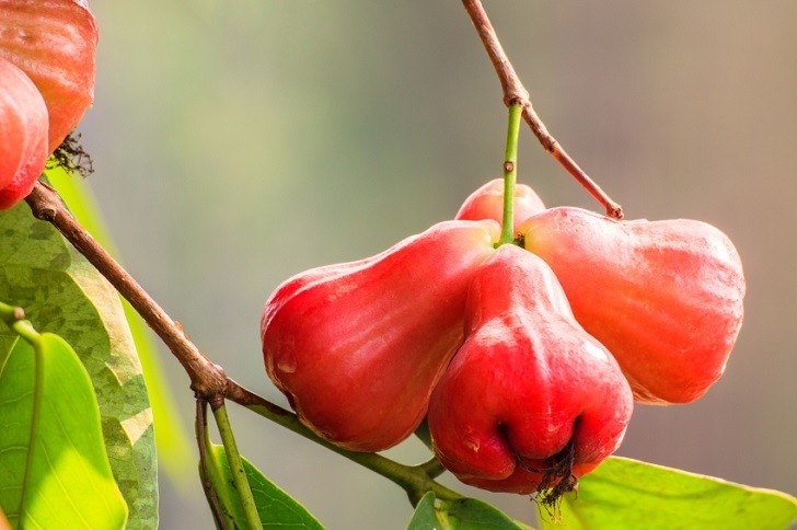 Wax apples