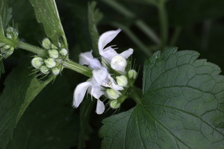 white deadnettle Lamium