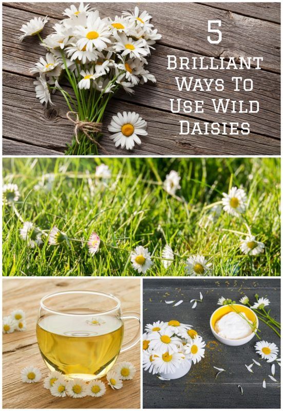 5 Brilliant Ways To Use Wild Daisies