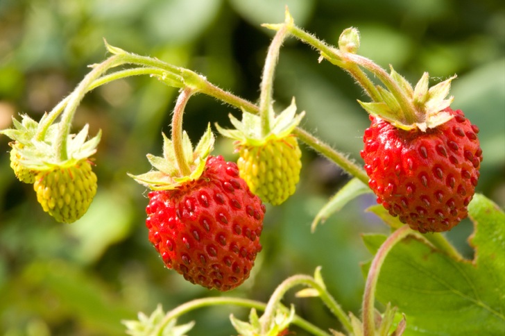 How to Plant a Perennial Food Garden – 20 Fruits & Veggies That Will Keep Coming Back Year After Year