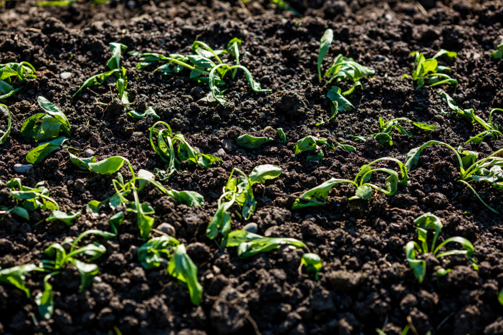 Wilted sprout seedlings