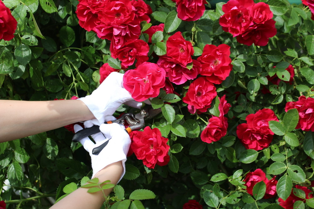 Woman cutting roses