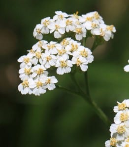 yarrow