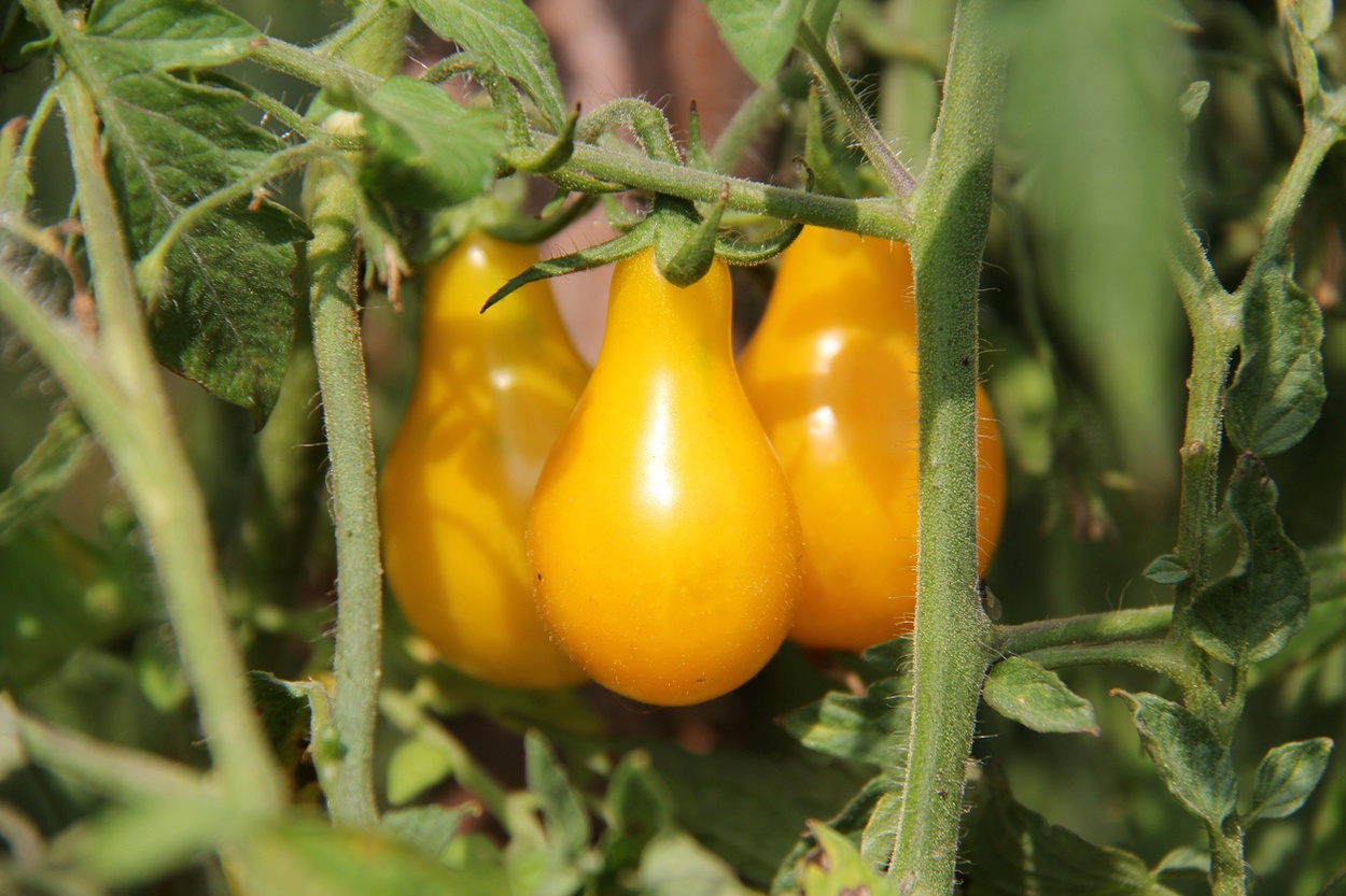 Yellow Pear Cherry Tomato