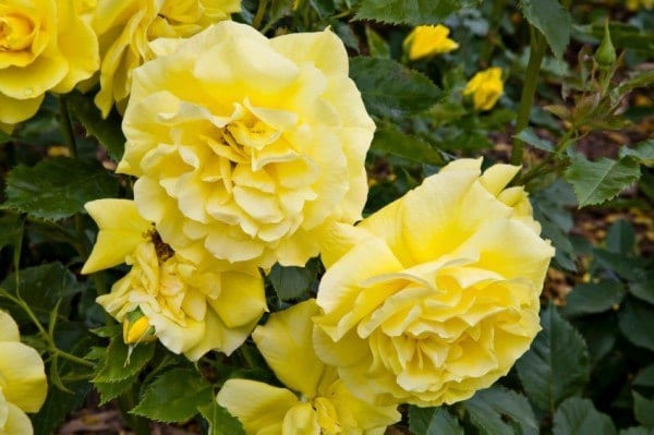 Yellow roses